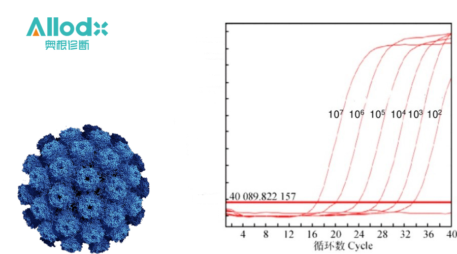双色高灵敏多瘤病毒检测