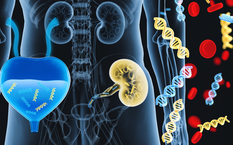 Allok Seq®安康·肾移植无创排斥感染全套检测