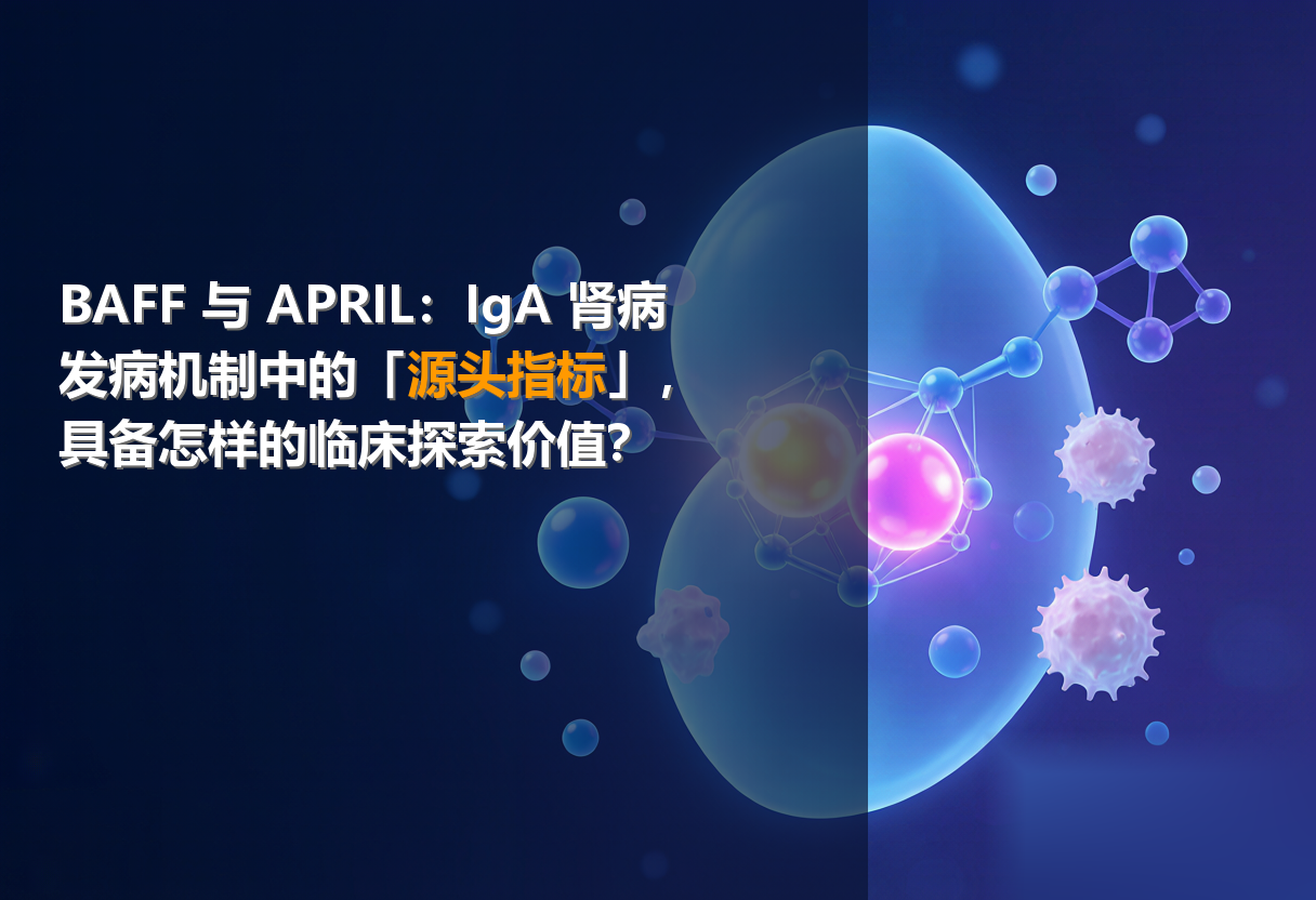 前沿标志物丨BAFF 与 APRIL：IgA 肾病发病机制中的「源头指标」，具备怎样的临床探索价值？